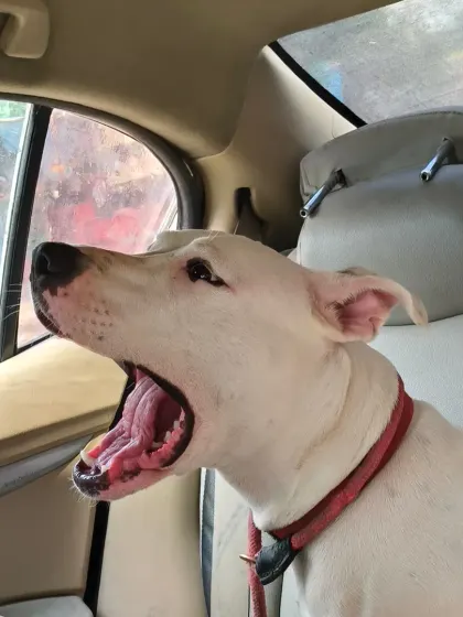 A big yawn from a relaxed traveler. This is the sign of a comfortable and stress-free ride.