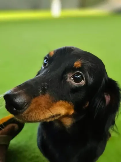 This close up of a beautiful long haired Dachshund captures the gentle and curious nature we see in so many of our smaller guests.