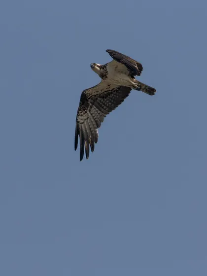 A wider shot of the Osprey, emphasizing its solitude in the vast blue sky.