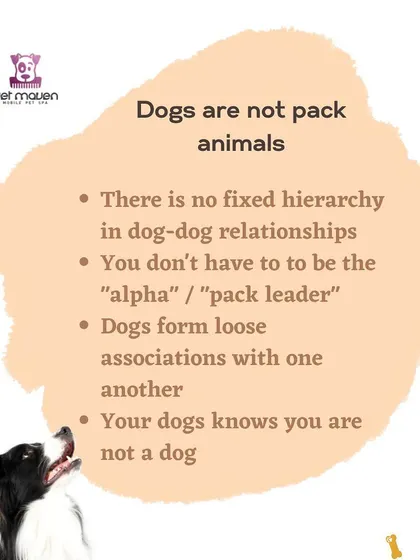 This post debunks the "alpha" or "pack leader" myth. We advocate for positive reinforcement training instead of outdated dominance theories to build a compassionate relationship with your dog.