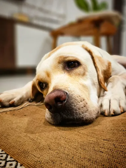A quiet moment captured with Tiger the Labrador. A calm and relaxed dog at home is the goal of any good training program.