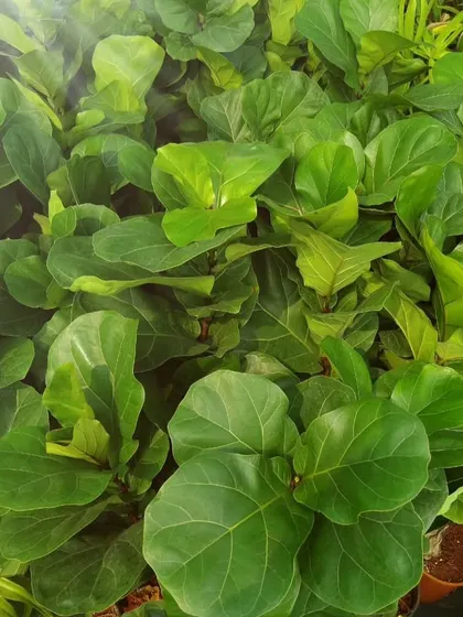 The Ficus lyrata, or Fiddle Leaf Fig, is a modern classic for interior decor. Its large, glossy leaves make it a stunning focal point. I ensure my Fiddle Leaf Figs are healthy and well-acclimatized for Mumbai homes.