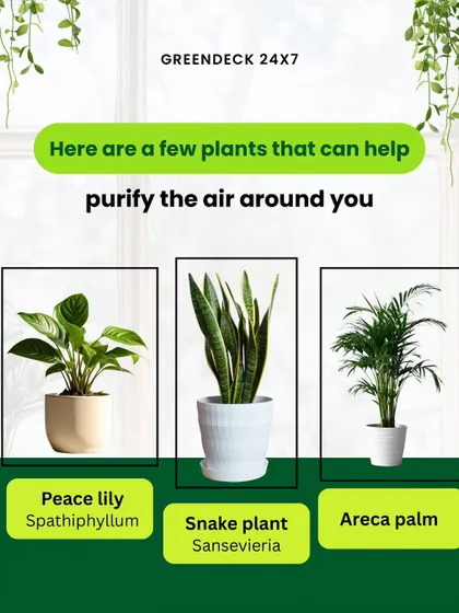 Here are a few plants that can help purify the air around you. Peace Lilies, Snake Plants, and Areca Palms are all excellent choices for improving indoor air quality at home or in the office.