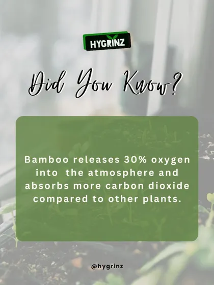 A fun fact about bamboo. It releases 30% more oxygen and absorbs more carbon dioxide than other plants, making it an excellent choice for an eco-friendly garden.