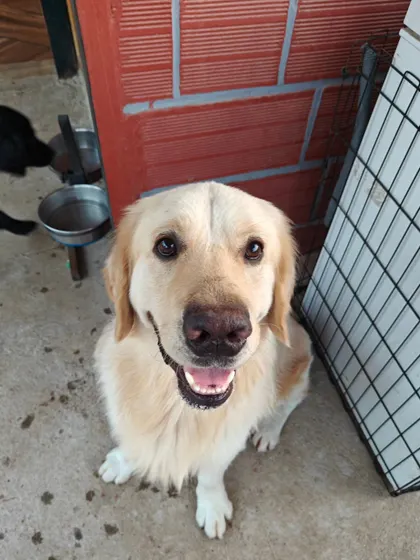 Just look at that smile. This is the happy, relaxed face of a guest who feels right at home. My goal is to make every dog's stay so comfortable and fun that they can't help but be their happiest selves. This is what successful dog socialization looks like.