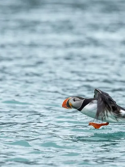 The energetic takeoff of a puffin, a favorite bird for many. Their colorful beaks and determined expressions make them fantastic subjects for action photography.