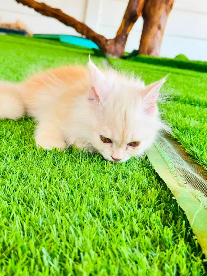 This kitten is getting ready to pounce. Our play areas are equipped with toys and structures that encourage natural feline behaviors like climbing, hiding, and playing.