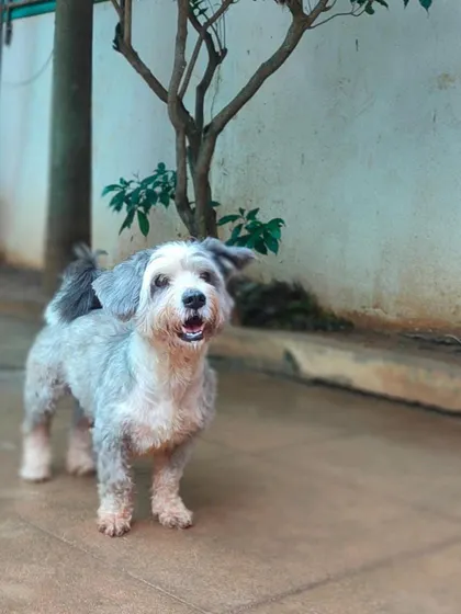A beautiful portrait of one of our smaller, fluffy guests. Every dog gets star treatment at Stay.