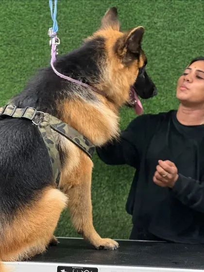 A quiet moment with a loyal German Shepherd. I make sure every dog feels safe and cared for during their time with me, which is essential for a stress-free grooming session.