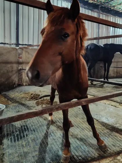 A curious young horse peeks over its stall door. We love sharing the unique personalities of our equine family with visitors.