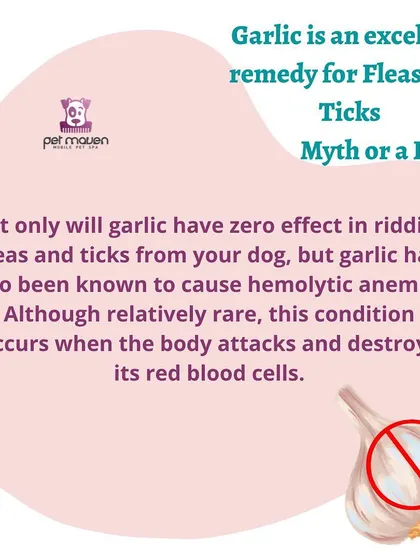 Myth vs. Fact: Is garlic safe for fleas and ticks? This important safety tip explains that garlic is not effective and can be toxic to dogs, causing serious health issues.