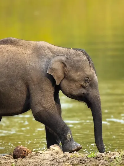 A young elephant calf walks along the water's edge in Kabini. Its tentative steps and small size convey a sense of innocence and vulnerability.