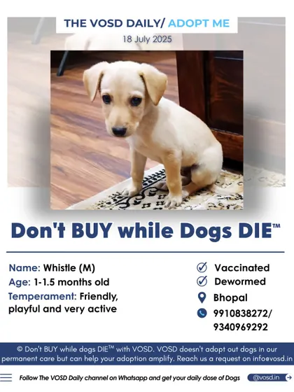 This is Whistle, a tiny 1.5-month-old puppy in Bhopal, full of life and energy. We help even the youngest and most vulnerable rescues get a chance at a happy life by amplifying their need for a home.