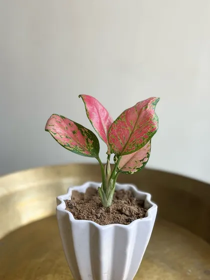 A pop of color can change everything. This vibrant Pink Aglaonema in a modern, geometric pot is a perfect example of how the right plant and planter combination can become a living piece of art.