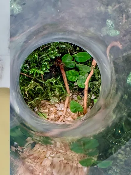 Looking down into the neck of the decanter, you can see the lush world inside. It's a fascinating perspective on this unique terrarium design.