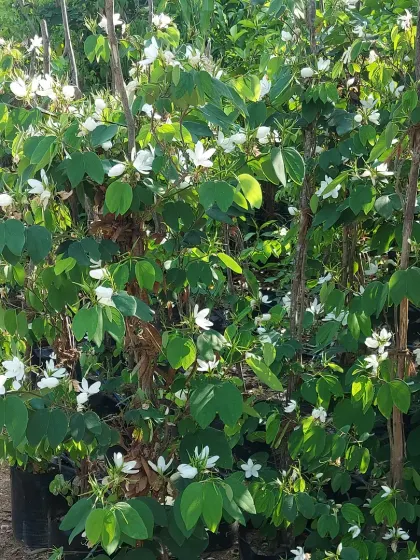A white flowering vine, possibly a variety of Bauhinia, perfect for covering a trellis or fence with delicate blooms.