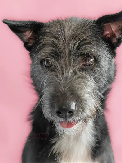A sweet, slightly goofy expression from Bozo against a pink background. Different colors can evoke different moods.