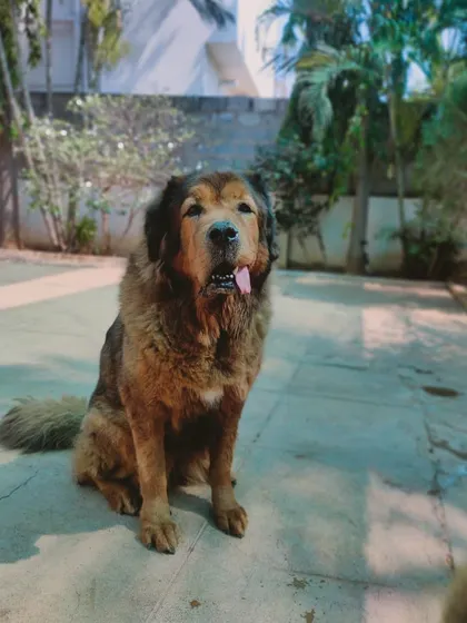 Sundari the Tibetan Mastiff, looking majestic and thoughtful. We are experienced in caring for large and giant breeds.