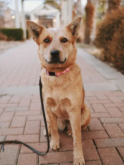 Foxy is a fully trained rescue available for adoption. She's an active girl who would love a family to take her on adventures.
