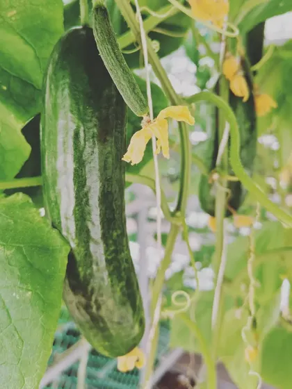 A close-up of a European cucumber growing on the vine. Their long, straight shape and minimal seeds make them a premium choice for salads and other culinary uses.
