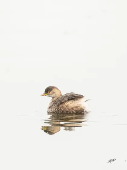 A Little Grebe swimming in the golden morning light at Surajpur Wetlands.
