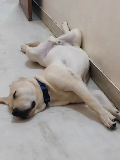 ...but when it's time to sleep, Simba forgets all about being a gentleman! He finds the funniest, most comfortable positions to nap in. This is a sign of a dog who feels completely safe and relaxed.