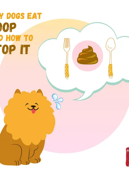 It's a weird habit, but there are reasons why dogs sometimes eat poop, often linked to nutritional deficiencies. A complete and balanced fresh diet can often help stop this behavior.
