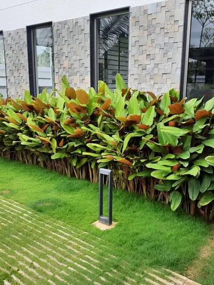 A row of healthy Calathea Lutea plants creates a beautiful, leafy border against the home's stone-clad exterior. Their large, vibrant leaves with reddish undersides add texture and color to the landscape design.