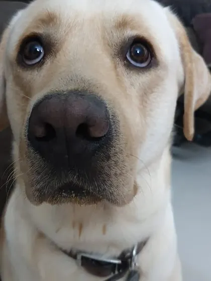Meet Marley. Those sweet eyes get us every time. We take him for extra exercise on the weekends in CV Raman Nagar to keep him healthy and happy. We offer flexible weekend dog walking services.