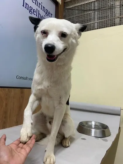 This 1 year old male is looking for a foster or adopter in Bangalore. He is vaccinated and will be neutered in a week. He needs a safe place for 14-30 days.