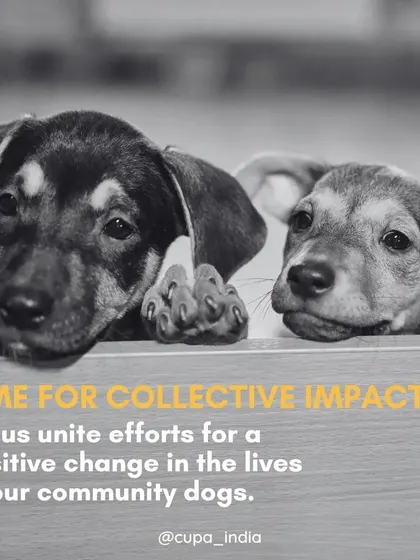 This isn't just our work; it's a collective effort. We invite the entire community to unite with us to create a positive, lasting change in the lives of our street dogs.