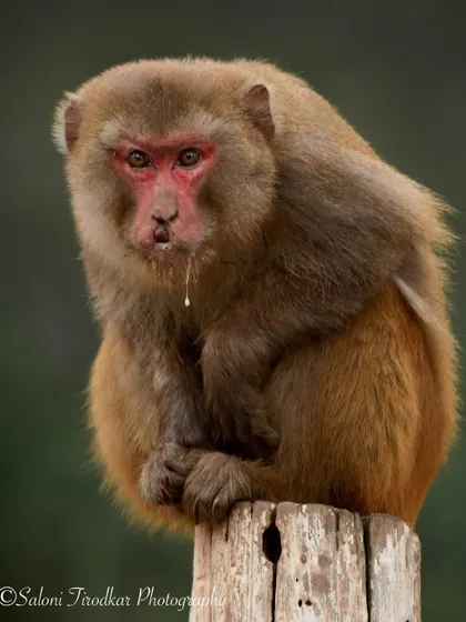 "Joey doesn't share food!" This Rhesus Macaque in Kishanpur Wildlife Sanctuary perfectly captures the feeling of guarding the last french fry.