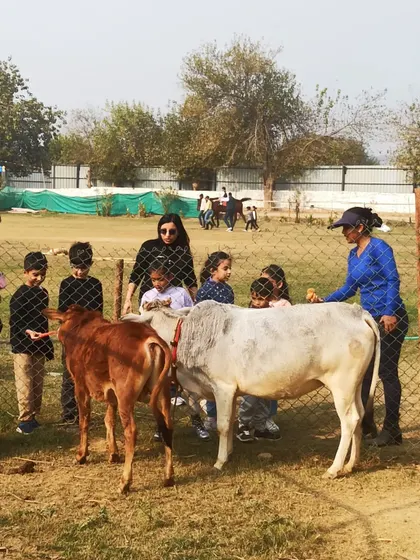 Adults and children together, learning about and petting the resident cows and calves at the farm.