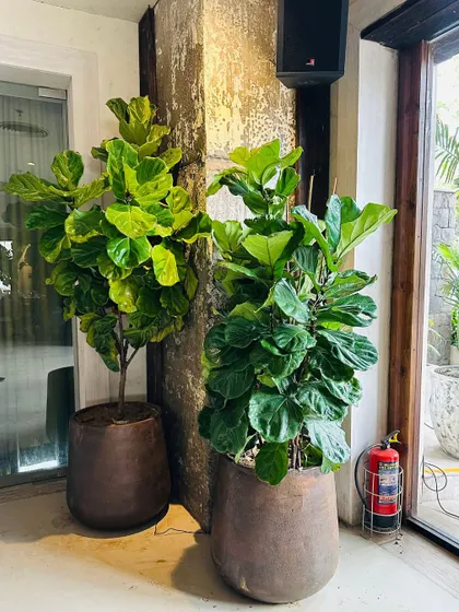 In this interior styling project for Thanks & Beyond, we used two large Fiddle Leaf Fig trees in rustic planters. Their height and broad leaves create a powerful vertical element, adding a touch of natural drama that complements the cafe's industrial-chic decor.