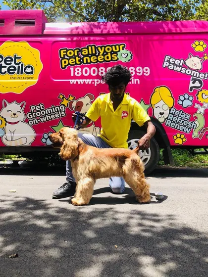 Our head groomer with a beautifully groomed Cocker Spaniel. We take pride in our work and love showcasing the amazing results of a dedicated grooming session.