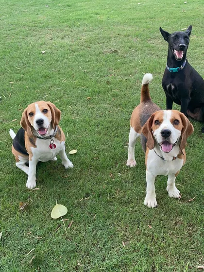 A friendly hello from a happy group of paw-buds. This picture shows two Beagles and a black Indie dog posing together, representing the inclusive nature of all our events.