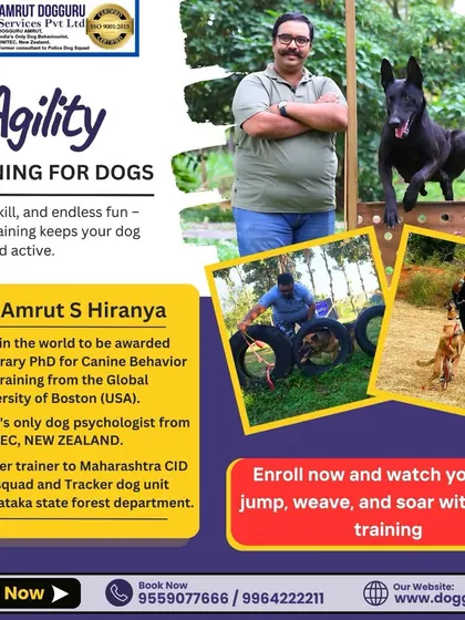 Speed, skill, and fun. This graphic shows different dogs engaged in agility exercises like jumping and weaving. It's the ultimate workout to keep your dog sharp and active.