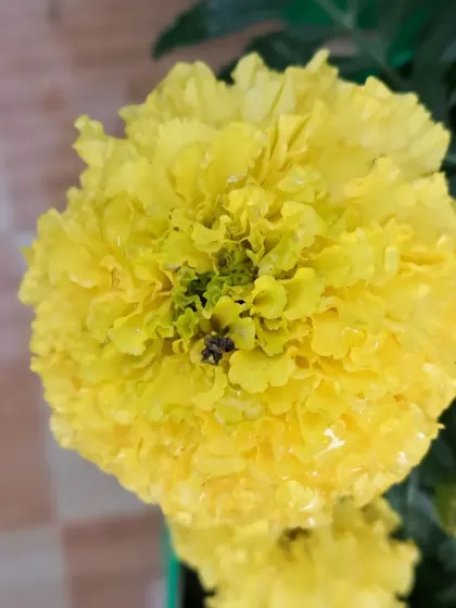 Bright yellow marigolds are a must-have for any garden. They are easy to grow and are also great for keeping pests away from your vegetable plants.