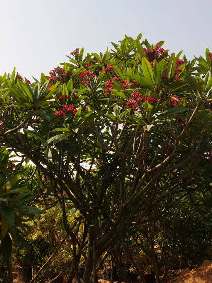 A large Plumeria (Frangipani) tree with red flowers, known for its intoxicatingly fragrant blooms.