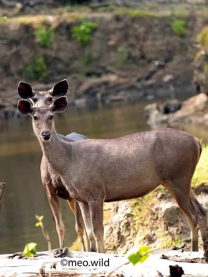 This was a magical moment. Two Sambar deer stood perfectly aligned, creating the illusion of a single creature with two heads. The jungle is full of such unique and captivating sights.