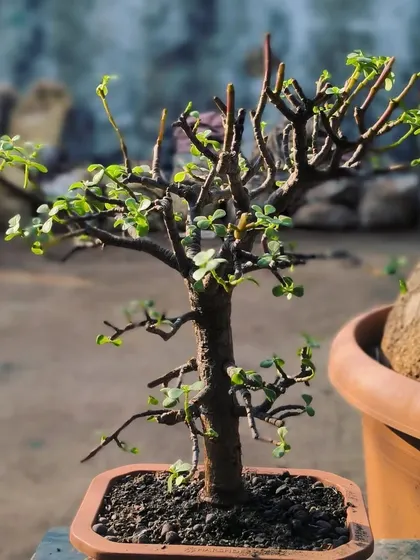 We trimmed this Jade bonsai for a client to encourage denser growth and refine its shape. Regular maintenance is key to the art of bonsai.