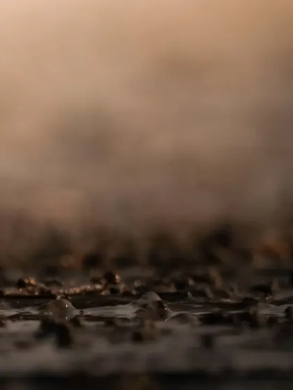 A Sand Plover looks directly at the camera, its curious gaze creating a connection with the viewer.
