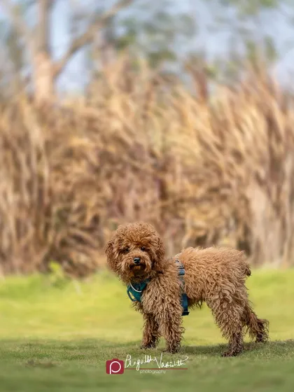 A full-body shot of Murphy, showing off his proud stance. Even small dogs can have a big presence in an outdoor portrait.