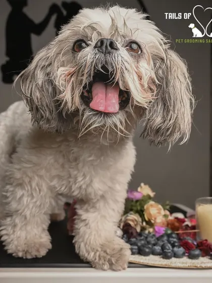 This happy pup is enjoying the blueberry facial treatment. It's a hypoallergenic and lick-safe formula that naturally exfoliates and hydrates the skin.
