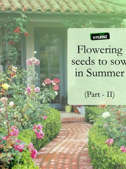 Part two of my guide to summer flowering seeds, featuring more options to fill your garden with color during the sunny months.