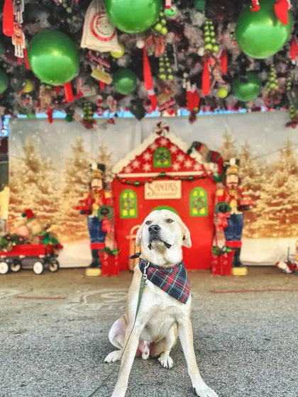 This pup is making the "nice" list for sure with that perfect sit.