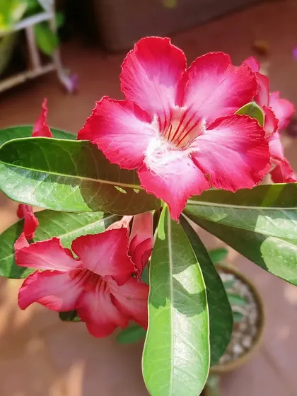 Healthy plants mean beautiful flowers. This close-up of a desert rose shows the result of our expert plant care and regular feeding.