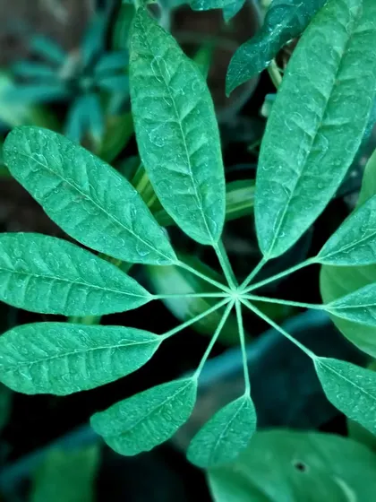 The star-shaped foliage of a Schefflera plant, also known as an Umbrella Plant. This is a popular and easy-to-care-for houseplant that adds a lush, tropical vibe.