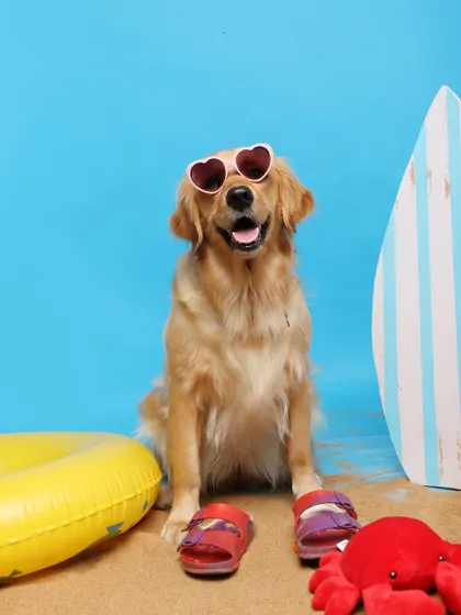 Beach day, but make it studio! This golden retriever is ready to hit the waves with her heart-shaped sunglasses and surfboard. I bring in real sand to make these indoor beach themes feel authentic and fun.