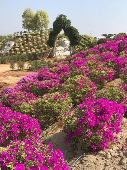 A collection of views from our landmark Hyderabad project. You can see the process of shaping the land, planting thousands of bougainvillea, and the final result with its unique topiary, stone art, and sculptures.